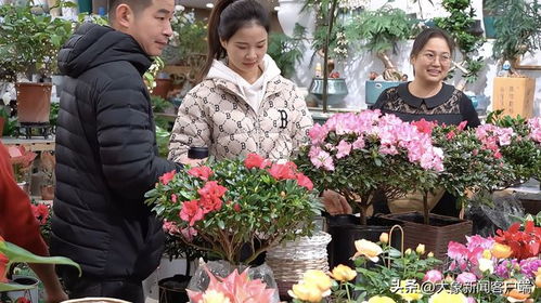 实探即将闭店的花卉市场 市民趁商家甩卖提前购置春节用品